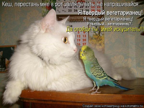 Котоматрица. Мысли вслух :)