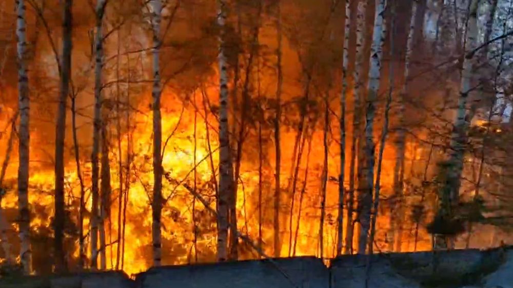 Пожары в муйском районе. Пожар в лесу. Весенний Лесной пожар. Лесные пожары Тюмень.