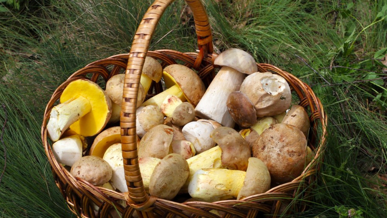Петербуржцам назвали сроки начала грибного сезона в Ленобласти