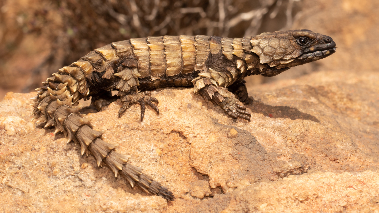 7 самых странных ящериц на планете ящерица, может, жизни, обитает, летДлина, рогатая, самых, острыми, варан, которая, колючий, лапах, который, задних, василиск, хищников, австралийская, дерева, крови, неуязвима