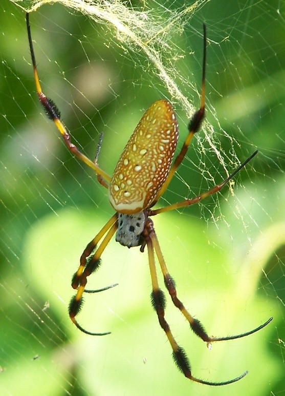 Паук золотой. Золотой шелкопряд паук. Пауки шелкопряды Nephila. Золотой паук Ткач. Голден Спайдер паук.