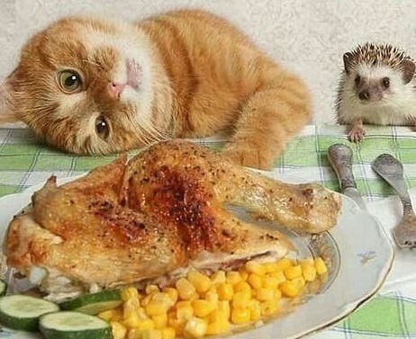 Етиццкий Кот... Етиццкий Кот...