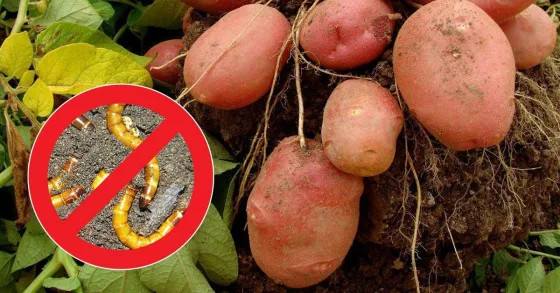 6 этапов борьбы с проволочником, уничтожающим картофель