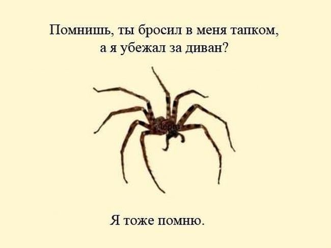 Паук картинки с надписями, днем рождения