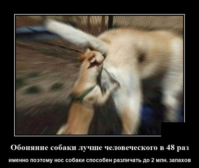 Новые демотиваторы  демотиваторы