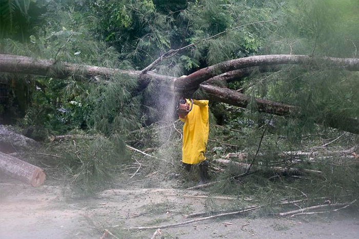 An Employee From An Electrical Company Works To Remove A Tree Felled By Hurricane Irma, In Sanchez, Dominican Republic, On Thursday