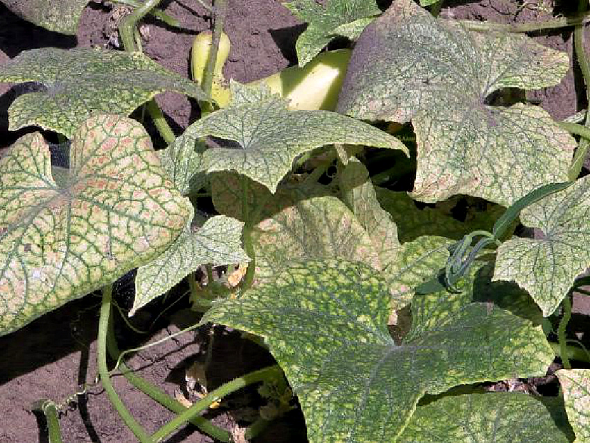 Ð¾Ð³ÑÑÑÑ Ð¿Ð¾ÑÐ°Ð¶ÐµÐ½Ð½ÑÐµ ÐºÐ»ÐµÑÐ¾Ð¼