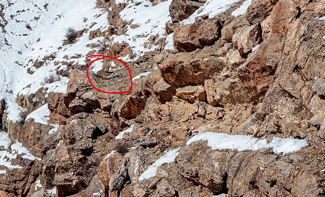 Фотограф уверяет, что снял на камеру барса, но на снимке никто не видит ни одного животного Культура