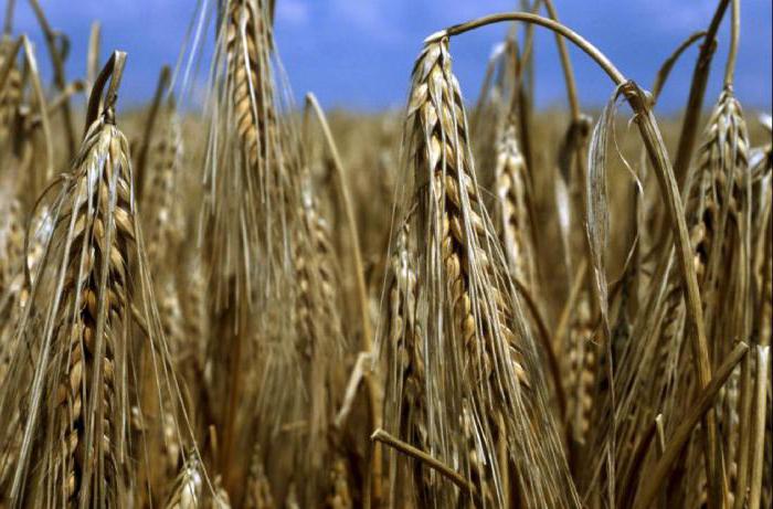 где выращивают зерновые культуры в краснодарском крае