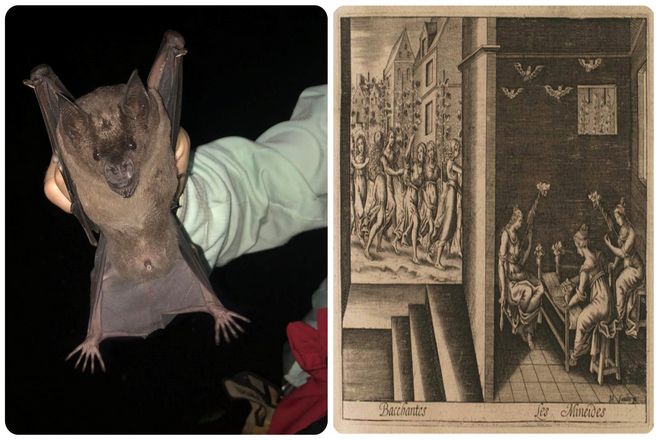 Недавние исследования показывают, что в их иммунной системе есть кое-что уникальное. Что делает ее идеальной для возникновения новых заболеваний.