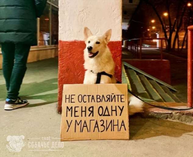 «Собаки — это не товар». Креативный фотопроект волонтеров из Москвы помогает людям обрести любящего друга