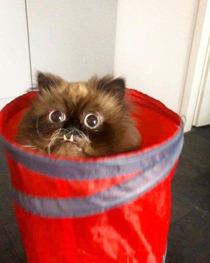 Пушистые мордашки, которые покорят вас своей изюминкой Пушистые мордашки, которые покорят вас своей изюминкой