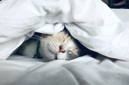 Совместный сон с котиком: почему не пускать питомца к себе в постель – маленькое преступление домашний очаг,жизнь,коты