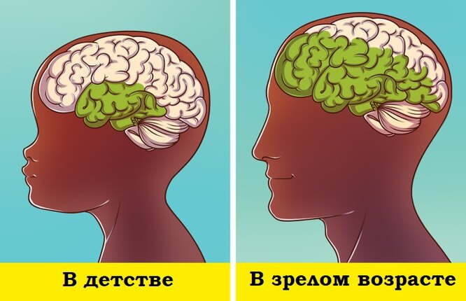 Как устроен наш мозг