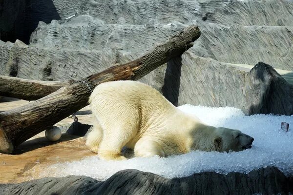 Белый медведь прикладывается в поисках холода в лед