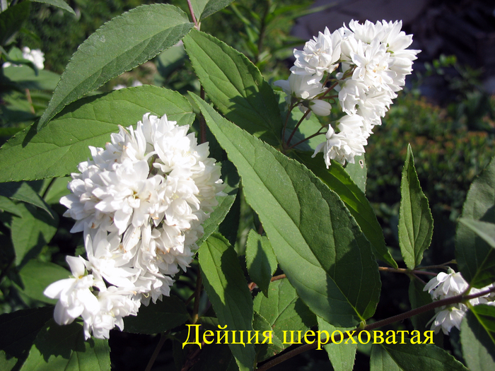 Дейция