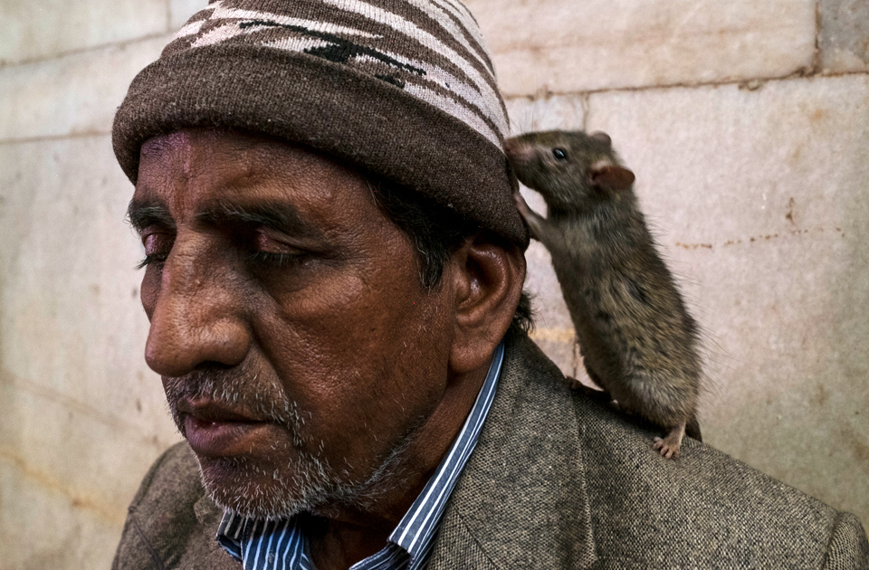 Крысиный рай: индийский храм, где поклоняются грызунам Крысиный рай: индийский храм, где поклоняются грызунам индия,история,крысы,культура индии,мир,страны