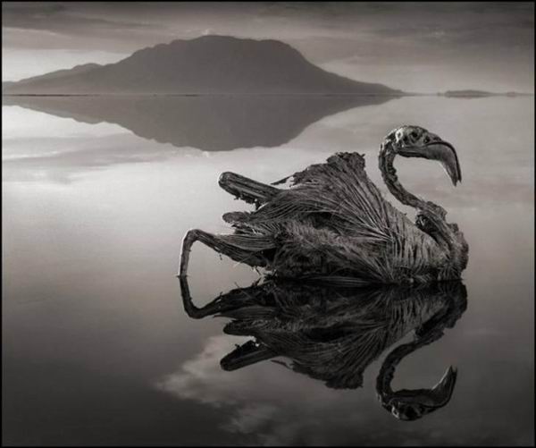 Озеро, которое превращает животных в каменные статуи