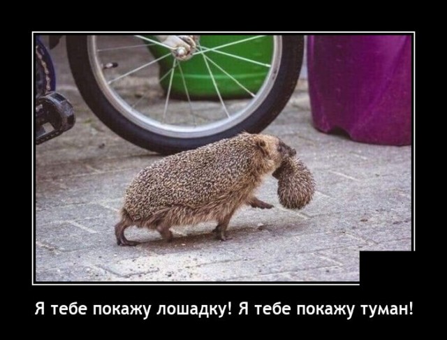 Новые демотиваторы Новые демотиваторы демотиваторы