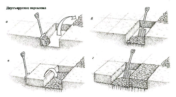 На 2 штыка: перекапываем на совесть На 2 штыка: перекапываем на совесть советы