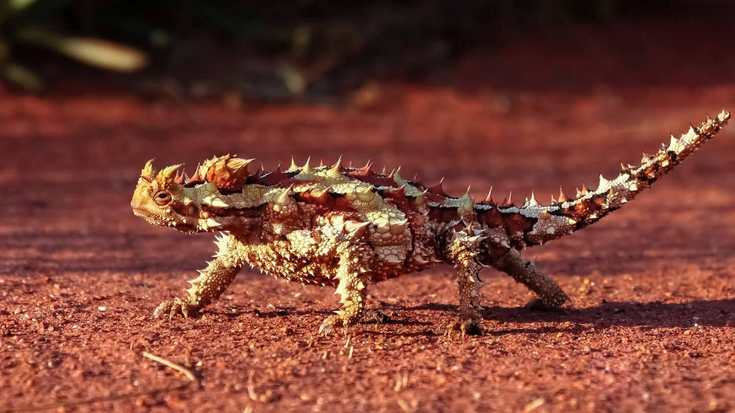 7 самых странных ящериц на планете ящерица, может, жизни, обитает, летДлина, рогатая, самых, острыми, варан, которая, колючий, лапах, который, задних, василиск, хищников, австралийская, дерева, крови, неуязвима