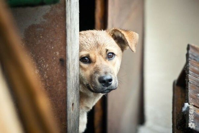 15+ фотографий беспородных собак, которые излучают любовь и нежность