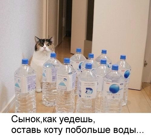 Етиццкий Кот... Етиццкий Кот...