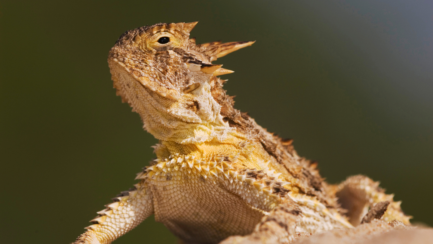 7 самых странных ящериц на планете ящерица, может, жизни, обитает, летДлина, рогатая, самых, острыми, варан, которая, колючий, лапах, который, задних, василиск, хищников, австралийская, дерева, крови, неуязвима