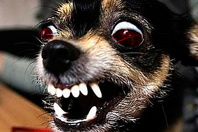 5 самых злых маленьких собак в мире агрессивные породы собак,маленькая собака,Пространство,собака