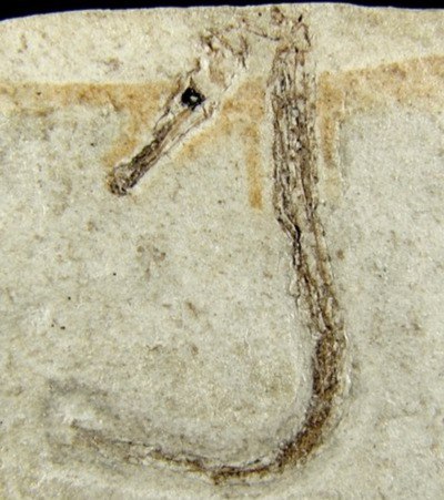 Hippocampus sarmaticus. Голотип