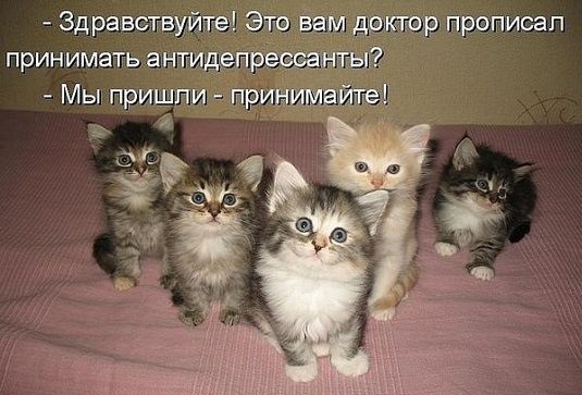 Етиццкий Кот... Етиццкий Кот...