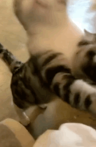 В семье жена отвечает за чистоту, - а муж за частоту веселые картинки