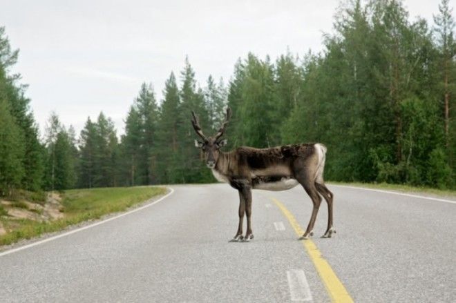 Американка попала в 26 аварий и разбила десятки машин, но не по ее вине Американка попала в 26 аварий и разбила десятки машин, но не по ее вине девушки