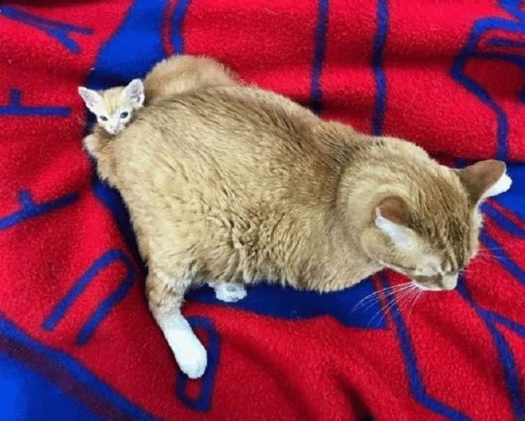 Четвероногий «медбрат»: как больной кот стал сотрудником ветеринарной клиники помогает, Уолтера, очень, котишка, смогли, знает, котика, помощь, который, Уолтер, другим, которые, нуждаются, позже, внимания, когда, делает, животные, нужна, после