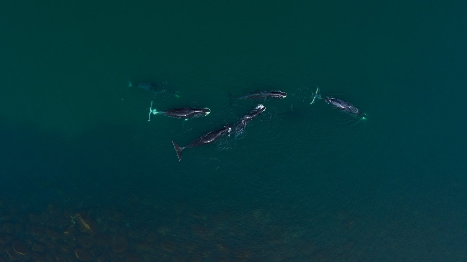 Сергей Бурунов рассказывает о том, где киты берут свои песни, в эксклюзивном отрывке из фильма «Киты: Стражи планеты»