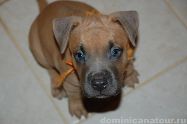 Доминиканская республика глазами Ильича, фото