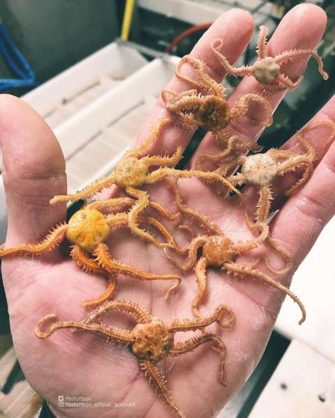 Странные существа из морских глубин, пойманные Романом Федорцовым