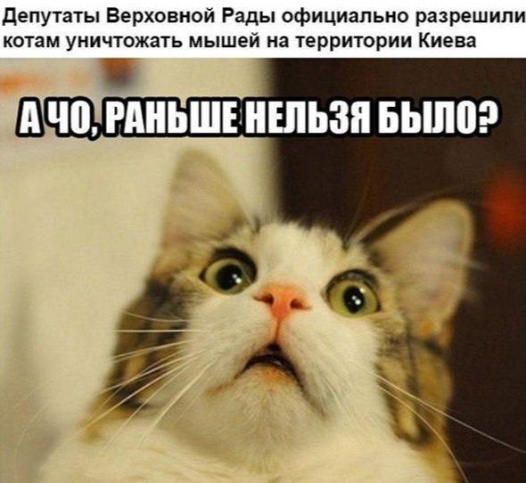 Етиццкий Кот... Етиццкий Кот...