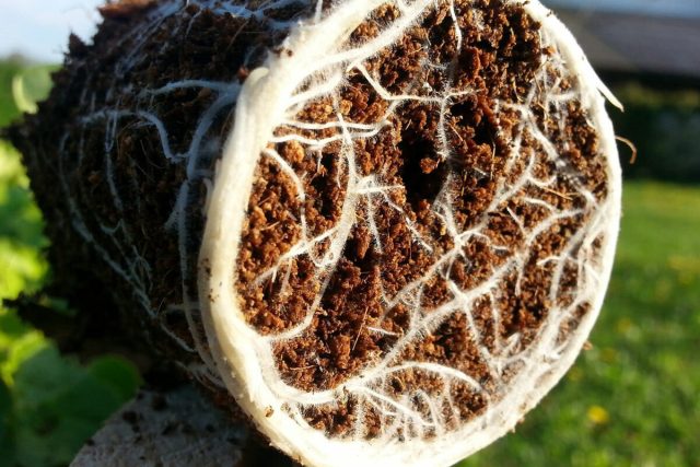 Как грибы могут спасти ваш сад? Их уникальные свойства и способы применения дача,сад и огород,уход за садом