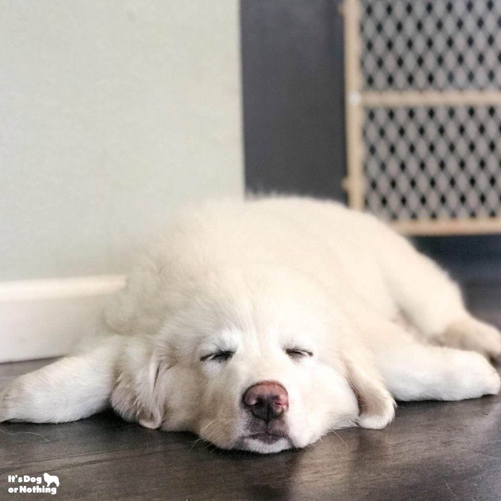 It's been awhile since we've updated, but here is Kiska, our Great Pyrenees puppy, at 4 months!