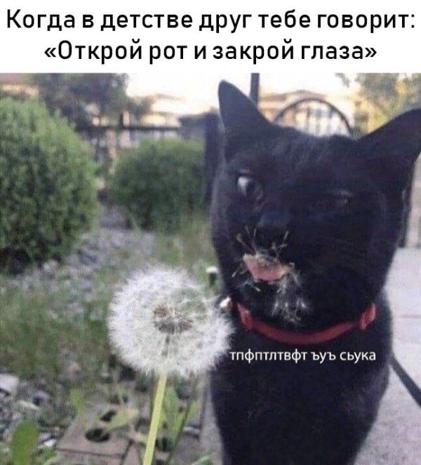 Фотоподборка субботы  Юмор смех шутки анекдоты без границ