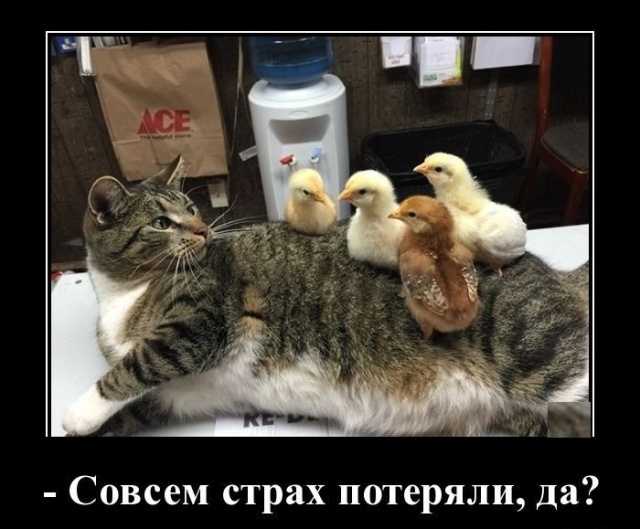 Демотиваторы 