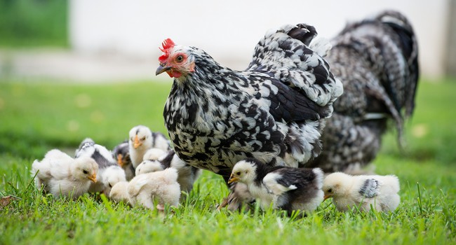 Анекдоты  Пасхальные анекдоты