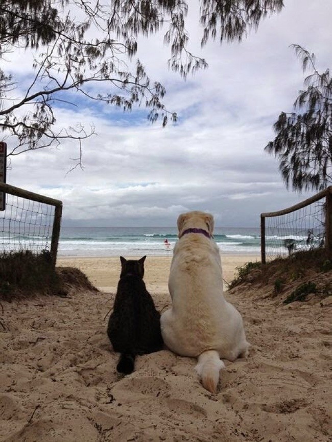 catslovedogs19