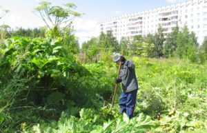 Как бороться с борщевиком на дачном участке