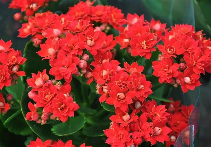Как заставить обильно цвести каланхоэ: 7 важных правил, о которых многие не знают комнатные растения,цветоводство