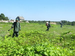 Как бороться с борщевиком на дачном участке