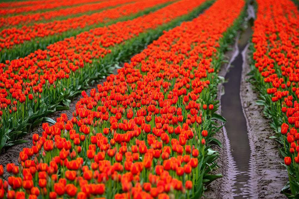 В Орегоне стартовал фестиваль тюльпанов В Орегоне стартовал фестиваль тюльпанов