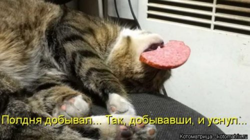 Новая котоматрица (36 фото)