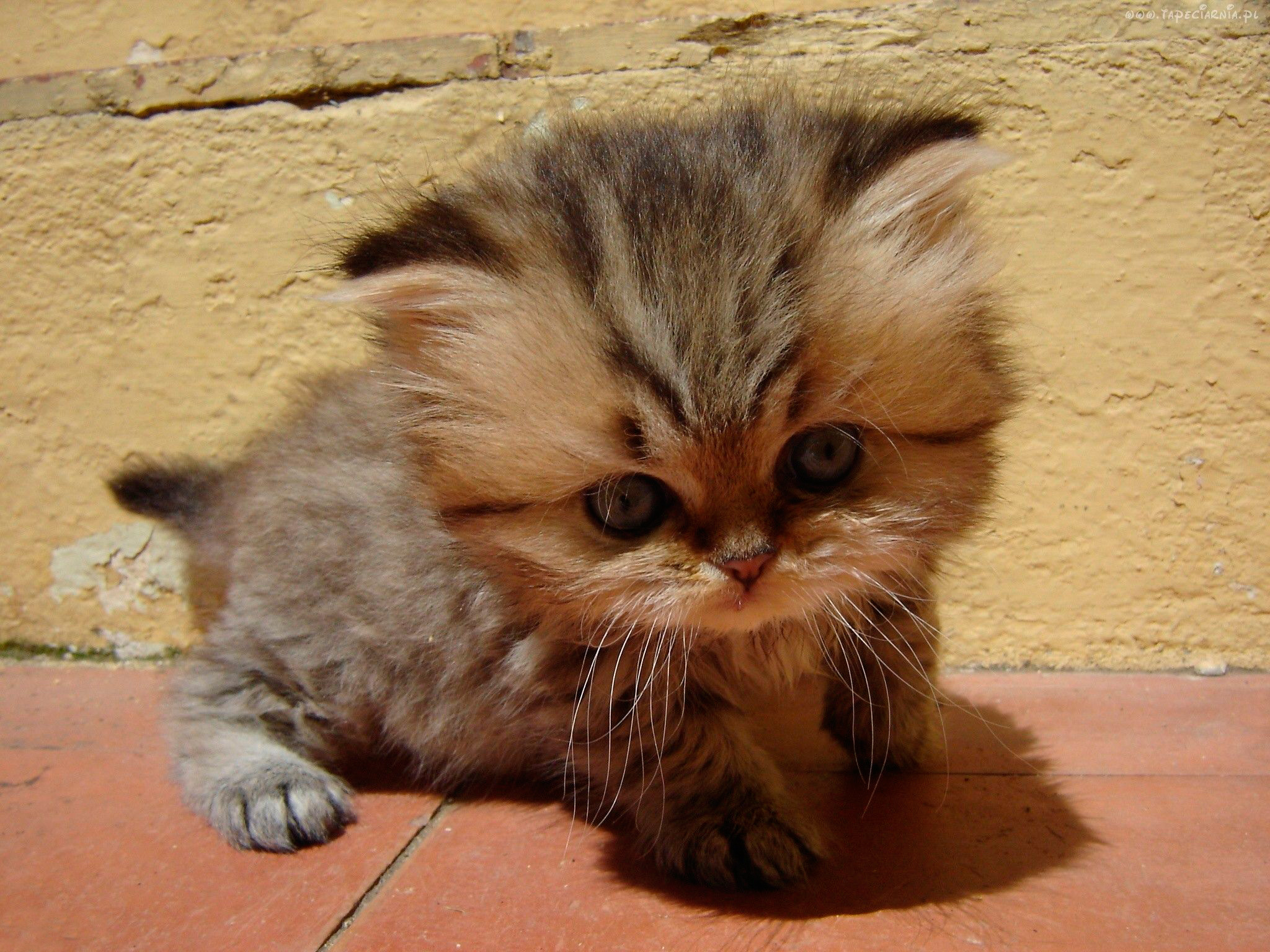 Фото котиков милых и няшных с надписями